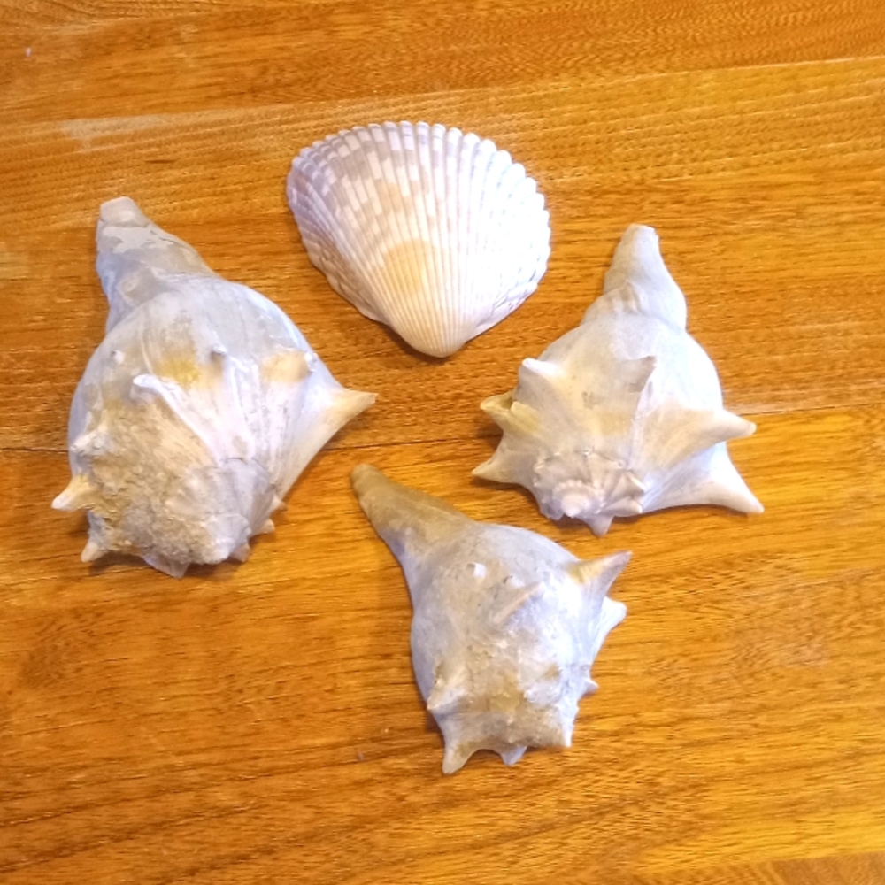 Lot Of 4 Seashells 3 Conch, 1 Scallop.